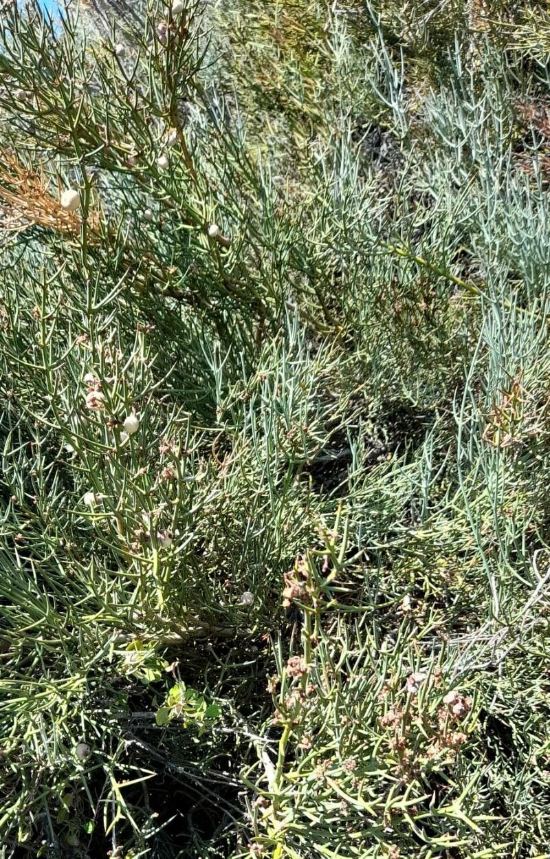 Retanilla patagonica habit