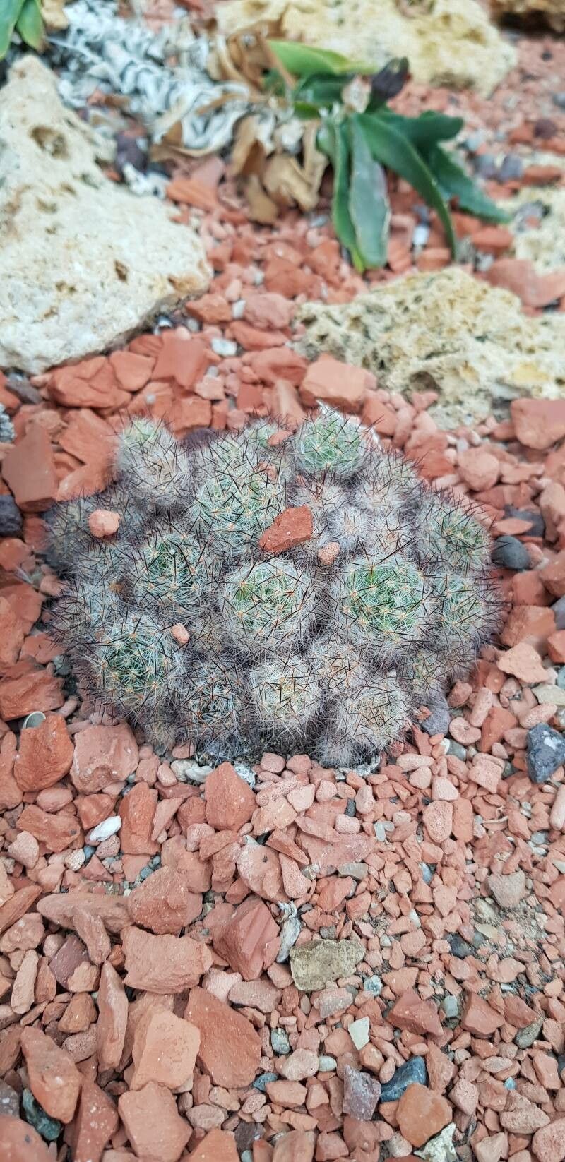 Mammillaria vetula habit