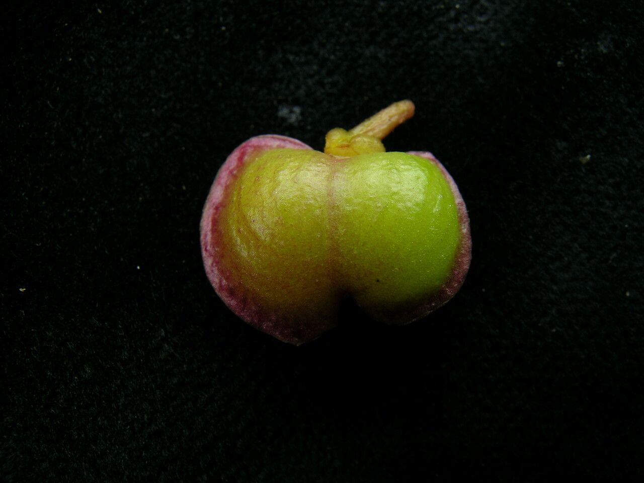 Polygala arillata fruit