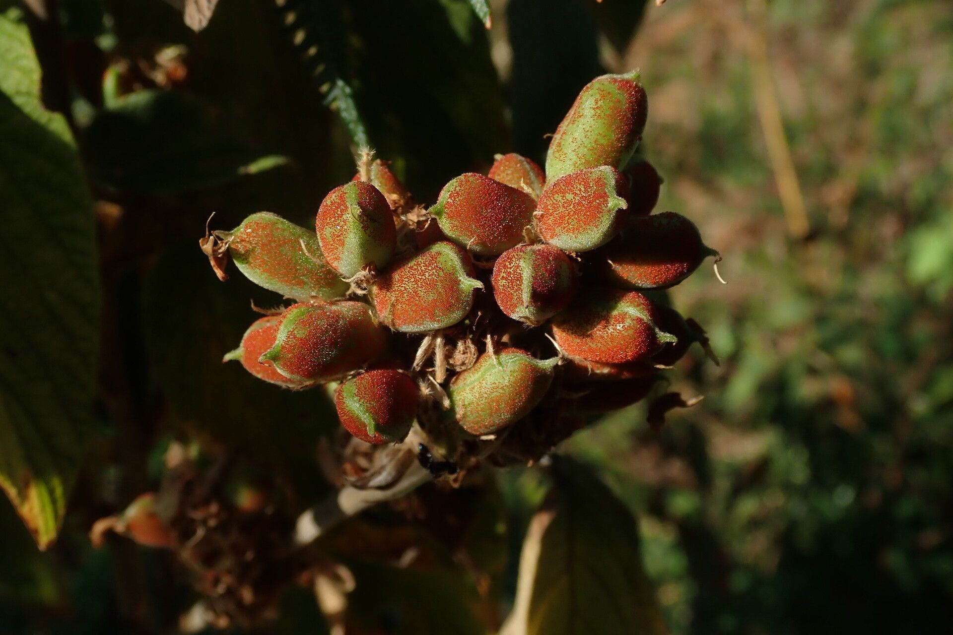 Flemingia grahamiana fruit
