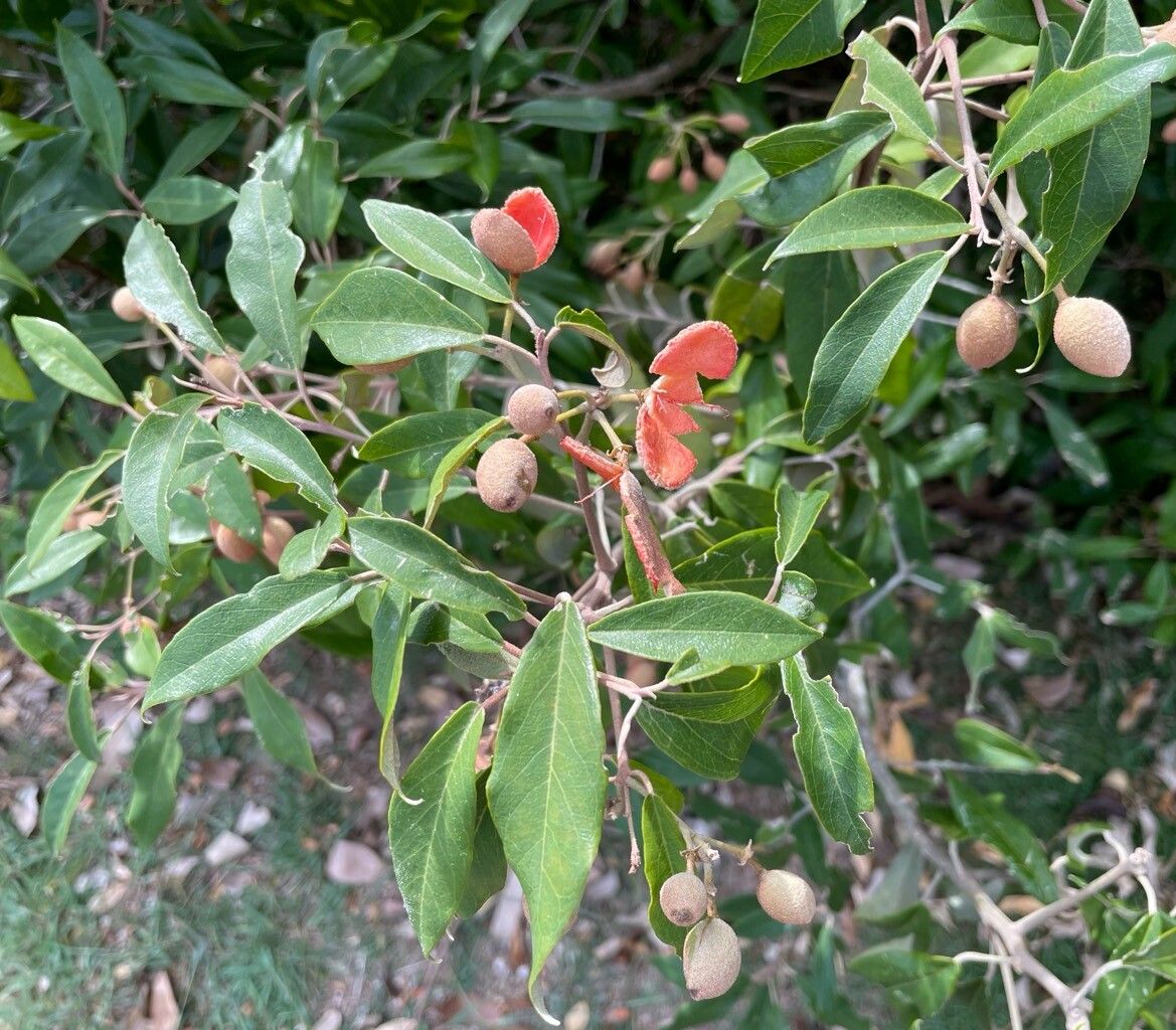 Morisonia ferruginea fruit