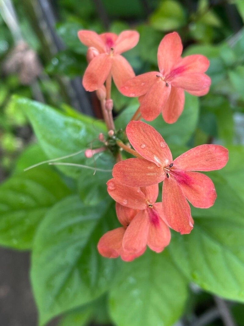 Pseuderanthemum hildebrandtii flower