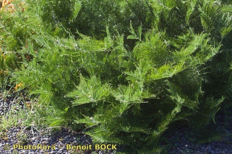 Cicer canariense habit