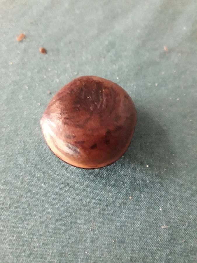 Mucuna sloanei fruit