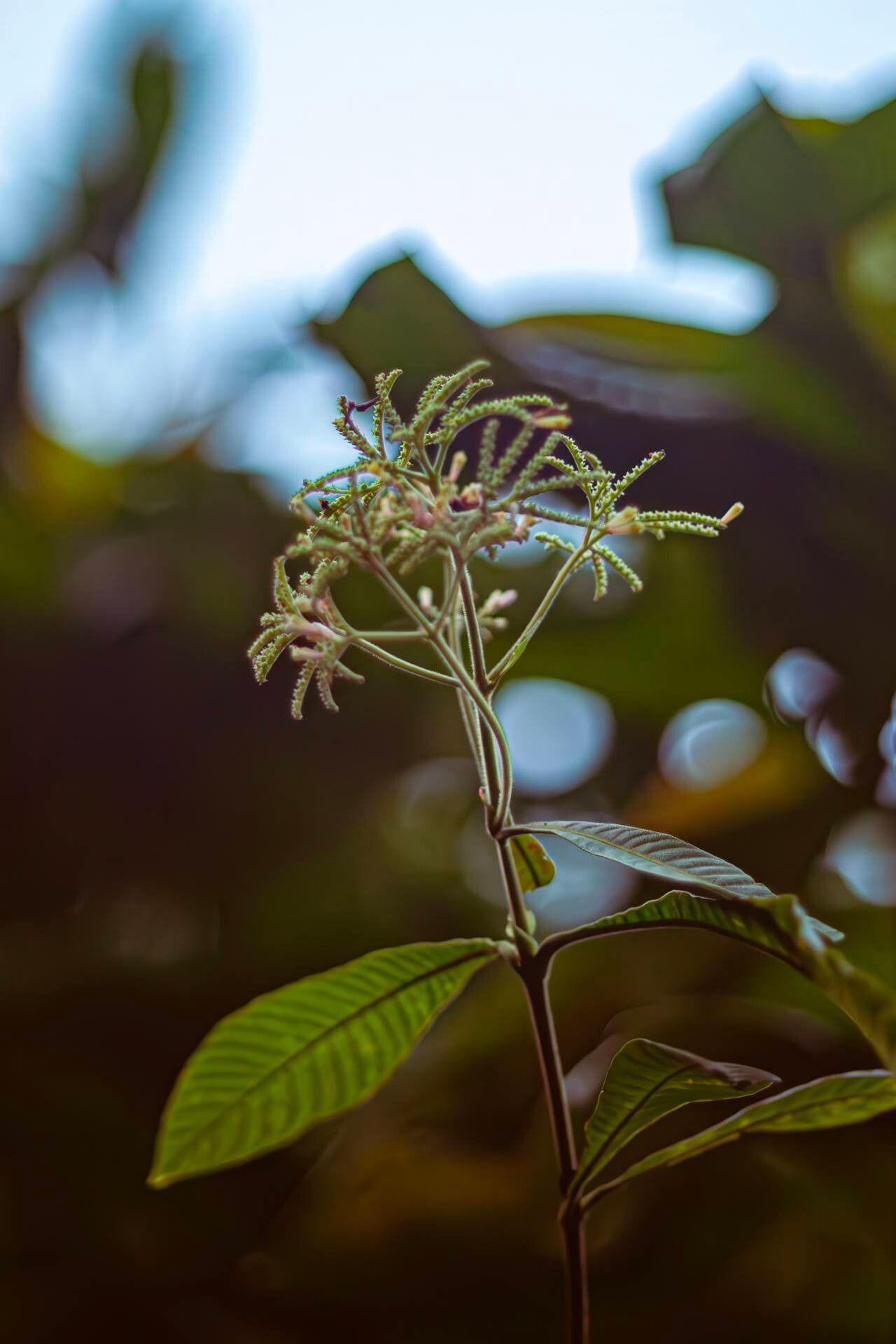 Lasianthus rufus — houseplant care guide