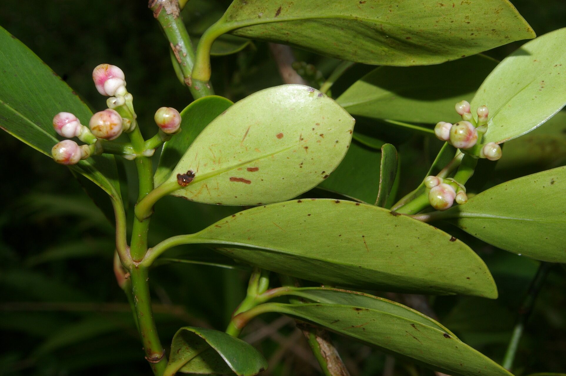 Clusia cylindrica fruit