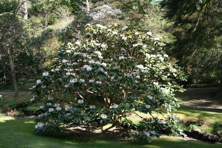 Rhododendron praestans — houseplant care guide