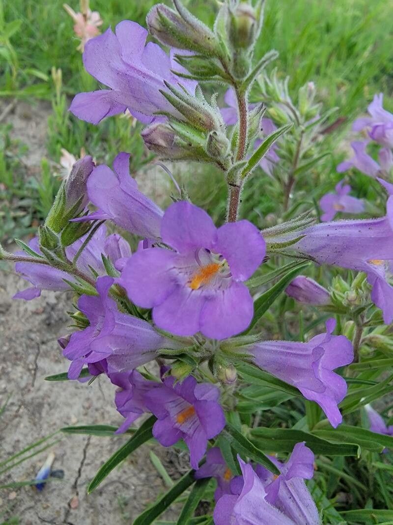 Penstemon jamesii — search result for 'Penstemon'