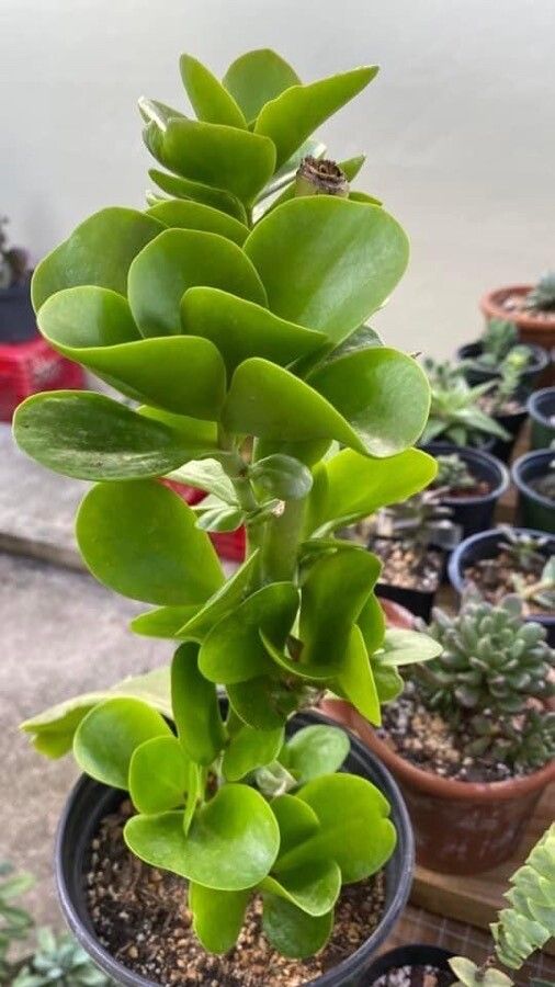 Kalanchoe thyrsiflora leaf