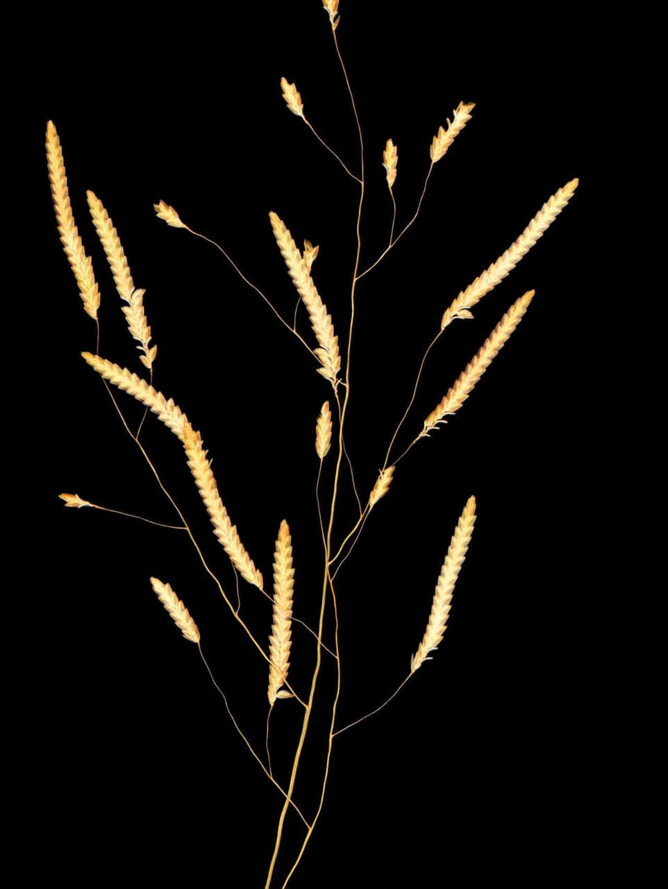 Eragrostis multiflora flower
