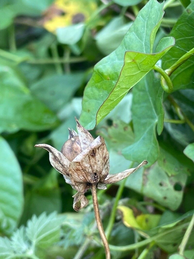 Convolvulus silvaticus fruit