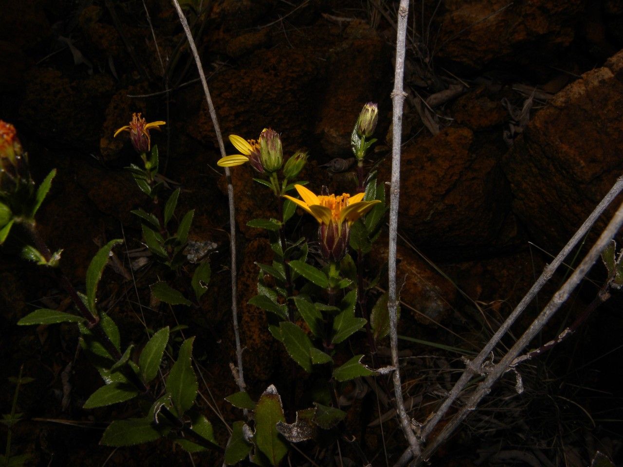 Verbesina turbacensis other