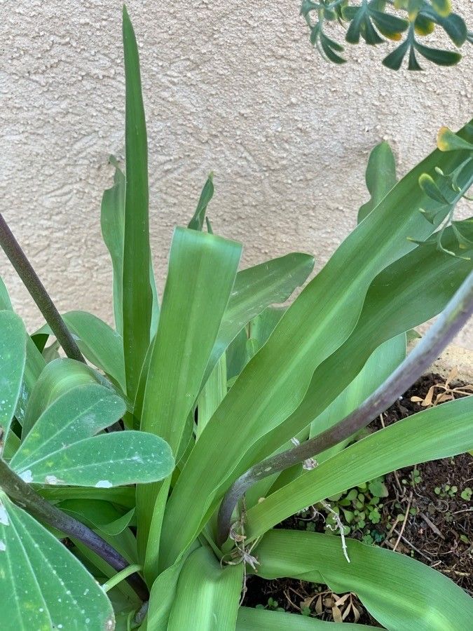 Scilla hyacinthoides leaf