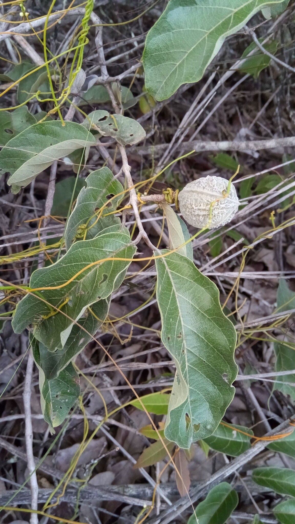 Combretum octagonum fruit