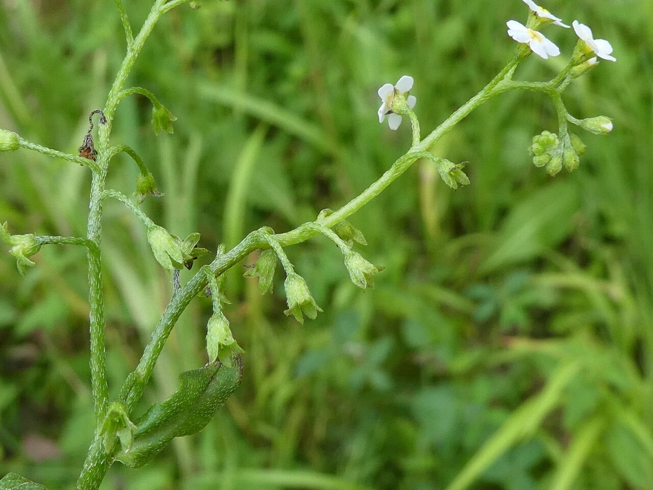Myosotis scorpioides fruit