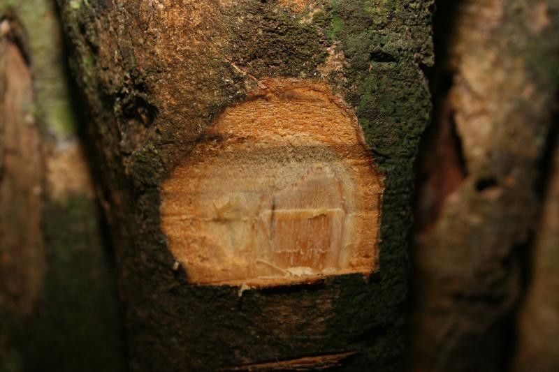 Aspidosperma marcgravianum other