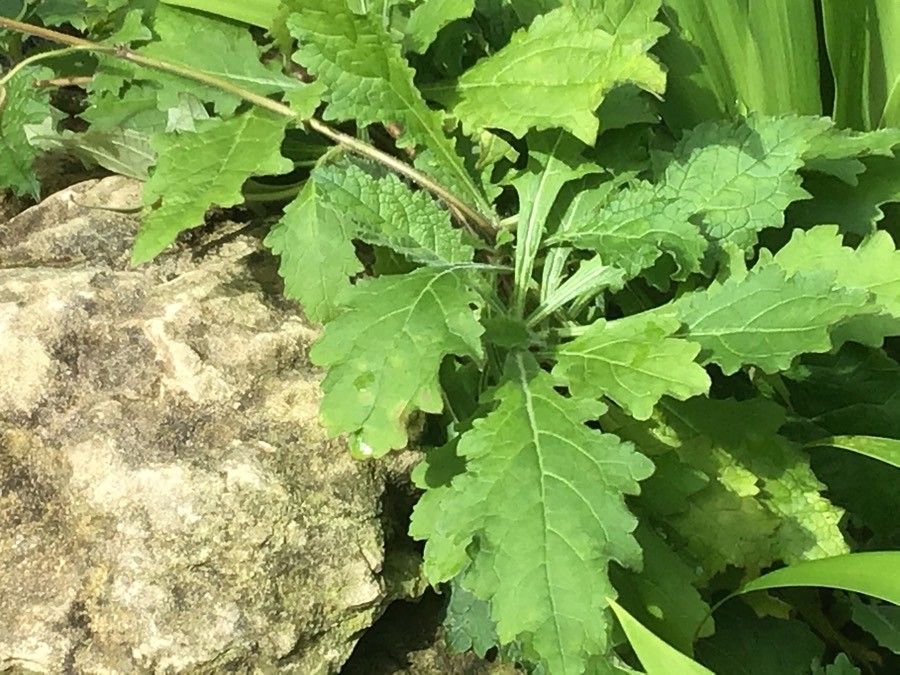 Rehmannia piasezkii leaf
