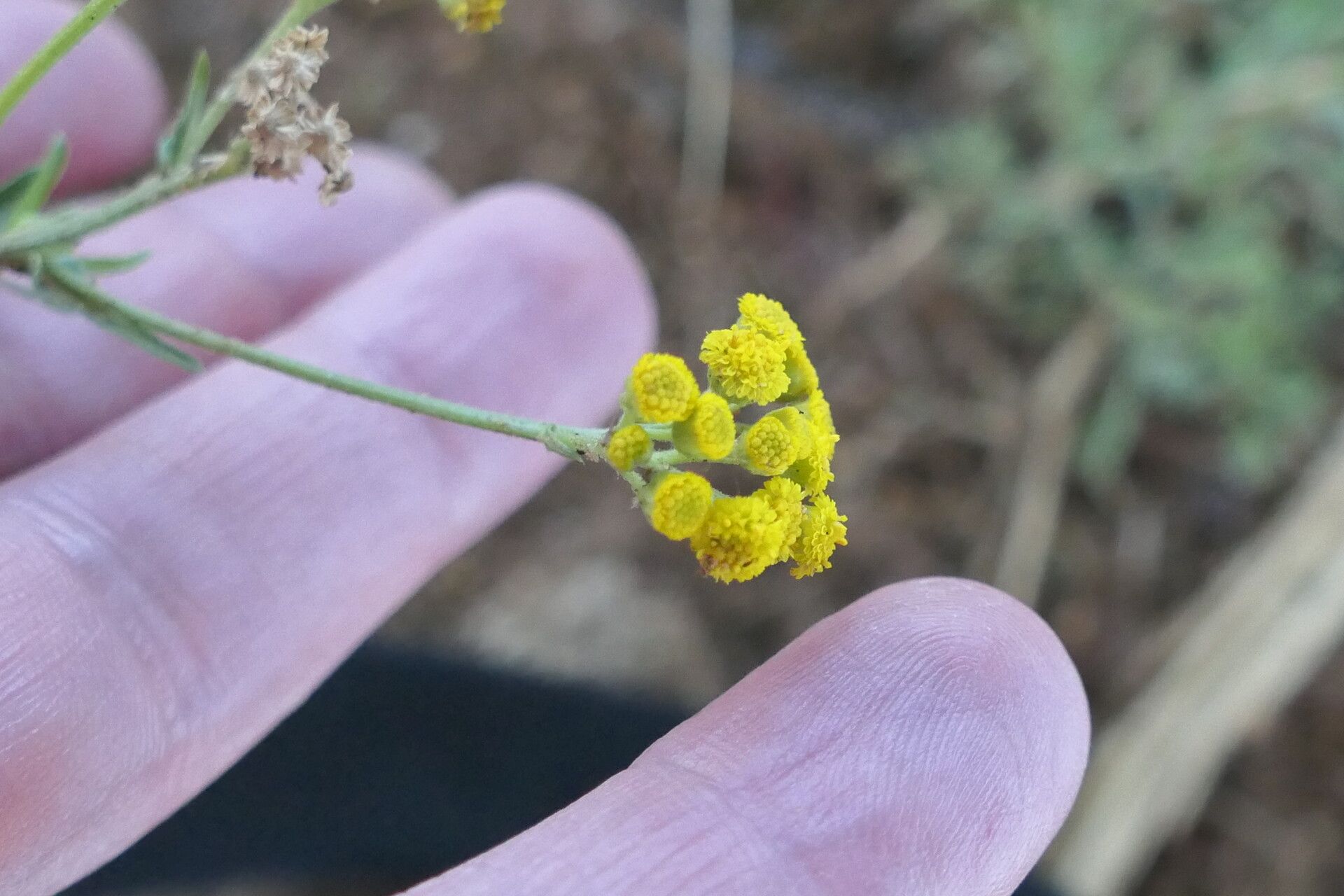 Nidorella resedifolia flower