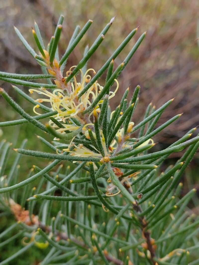 Hakea gibbosa flower