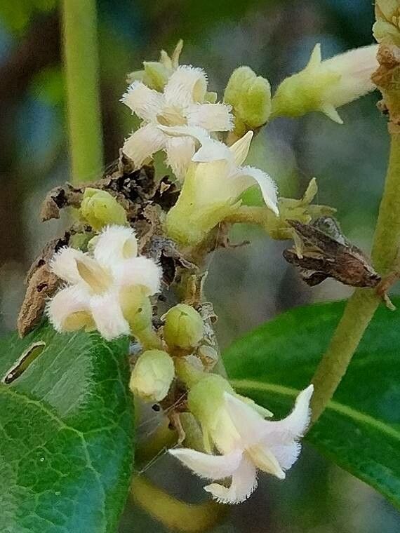 Parsonsia straminea flower