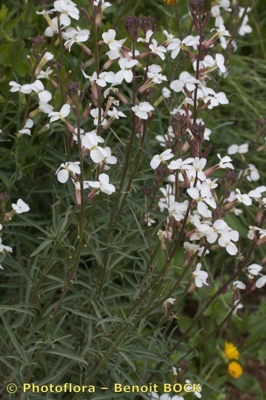 Erysimum semperflorens habit
