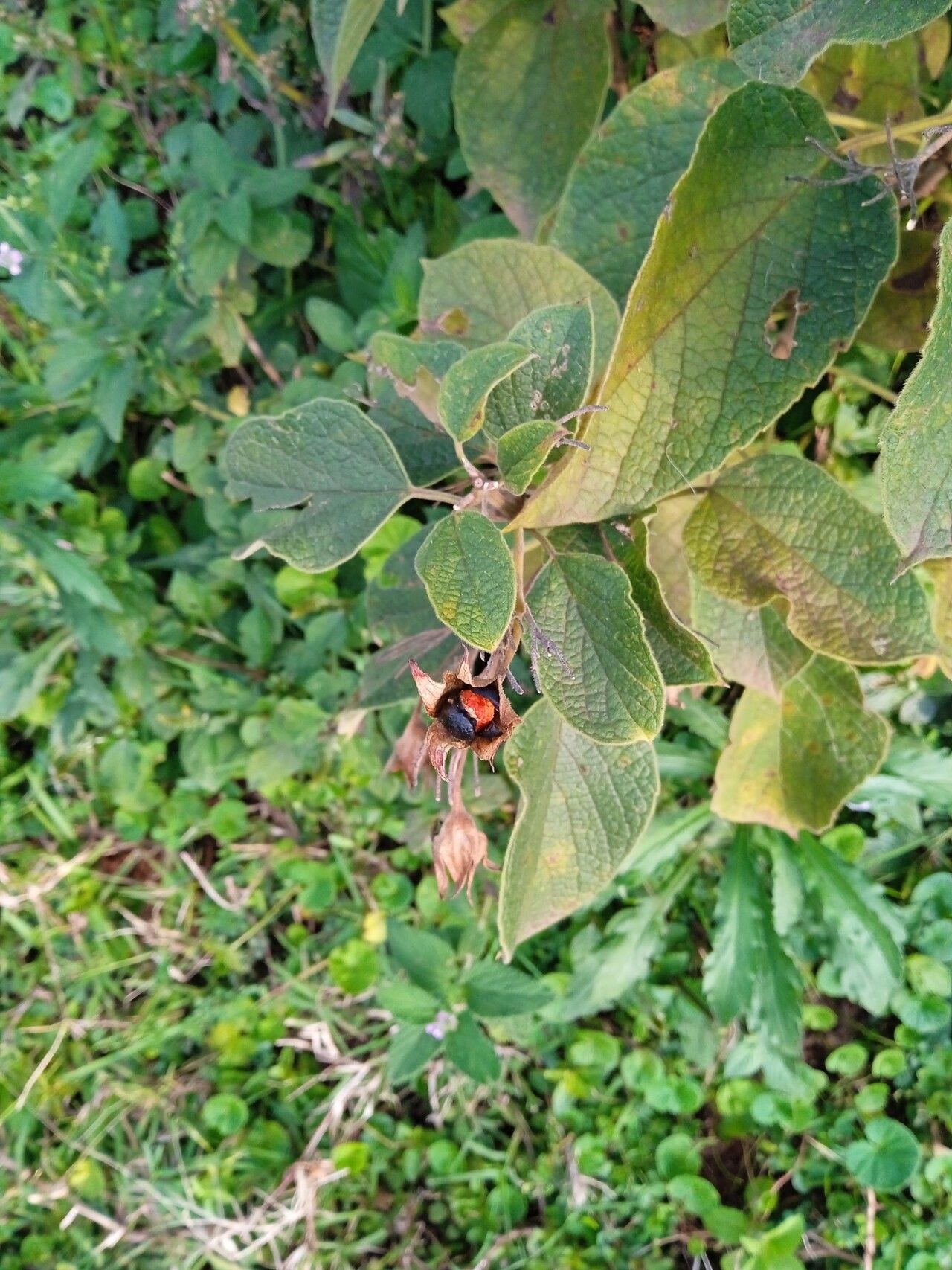 Clerodendrum rotundifolium fruit