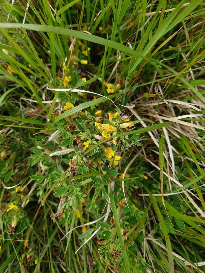 Cytisus ratisbonensis — houseplant care guide