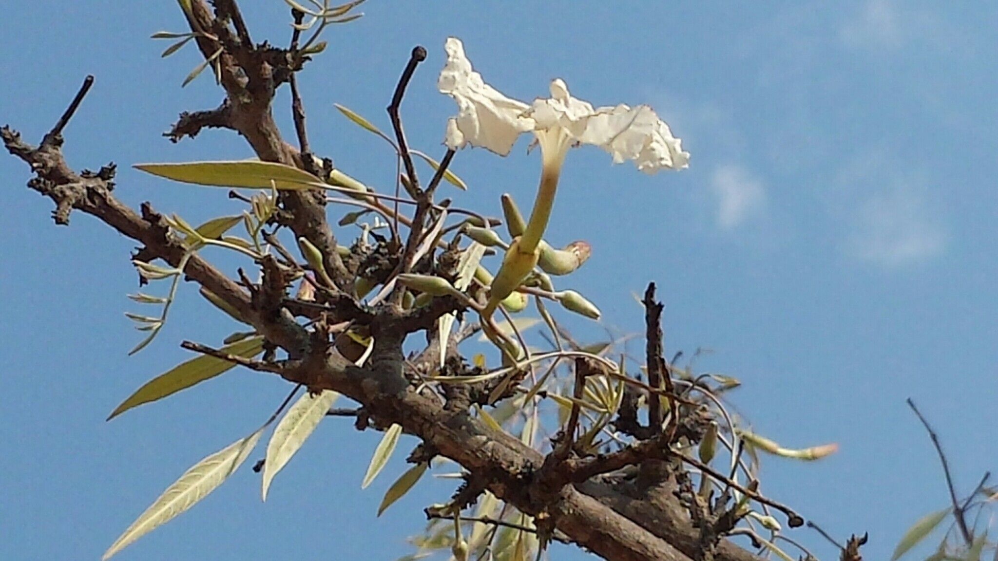 Stereospermum variabile — search result for 'Stereospermum'