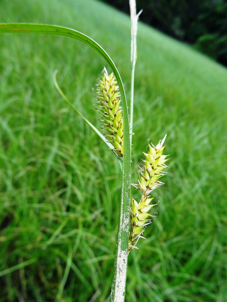 Carex vesicaria flower