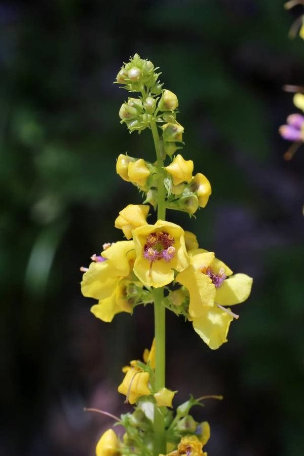 Verbascum glabratum flower