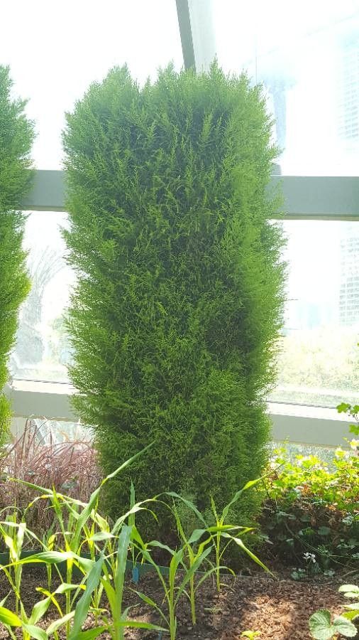 Cupressus sempervirens cv. 'Swane’s Gold' leaf