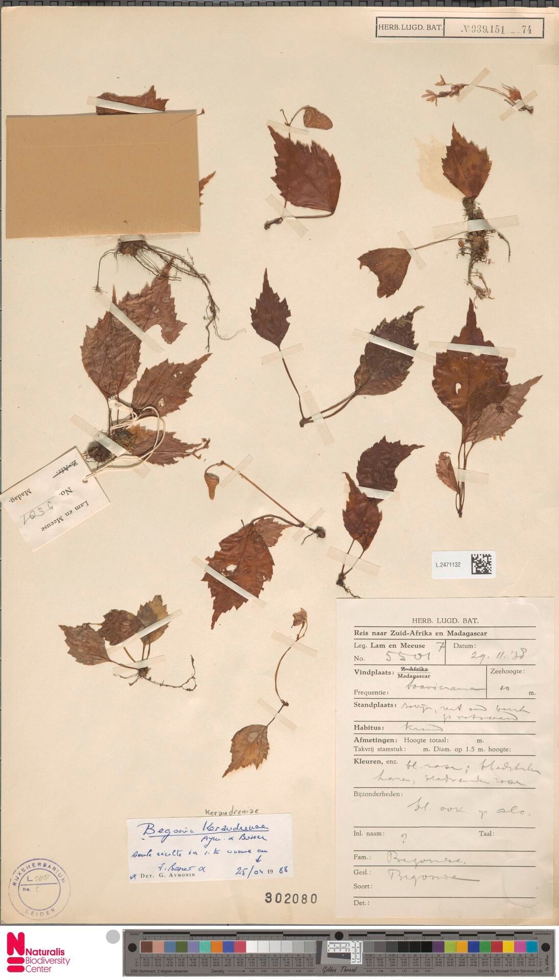 Begonia keraudreniae — houseplant care guide