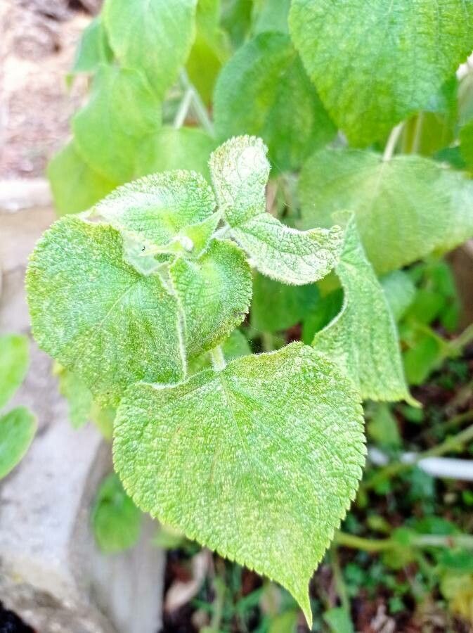 Salvia cinnabarina — houseplant care guide