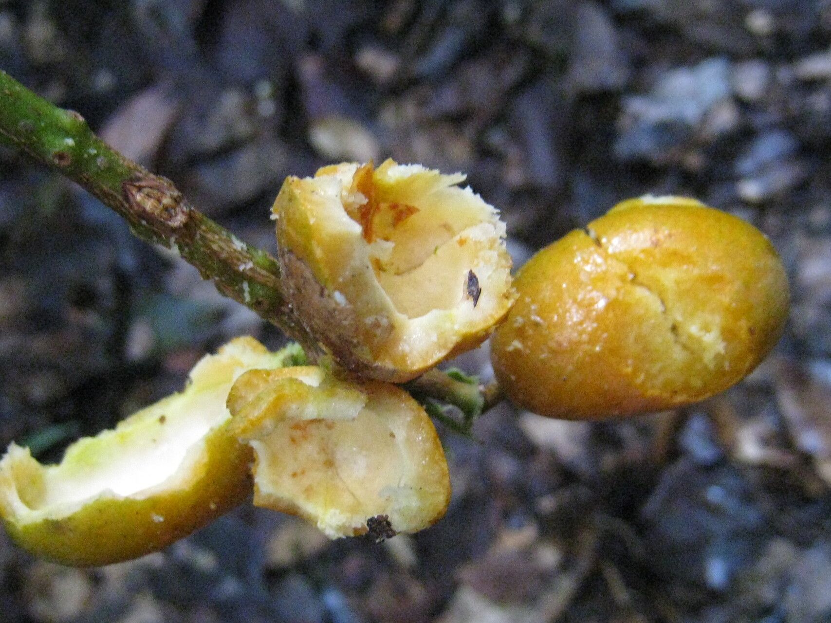 Swartzia guianensis fruit
