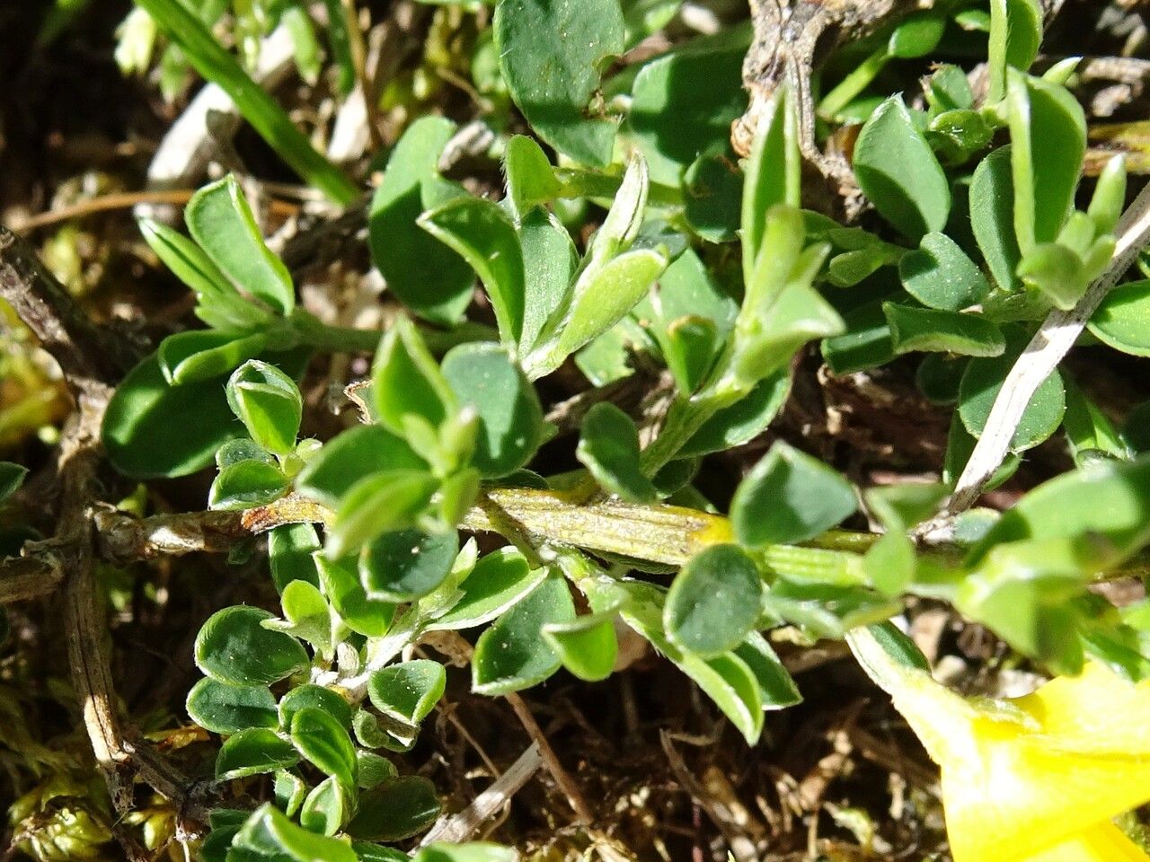 Genista pilosa — search result for 'Genista'