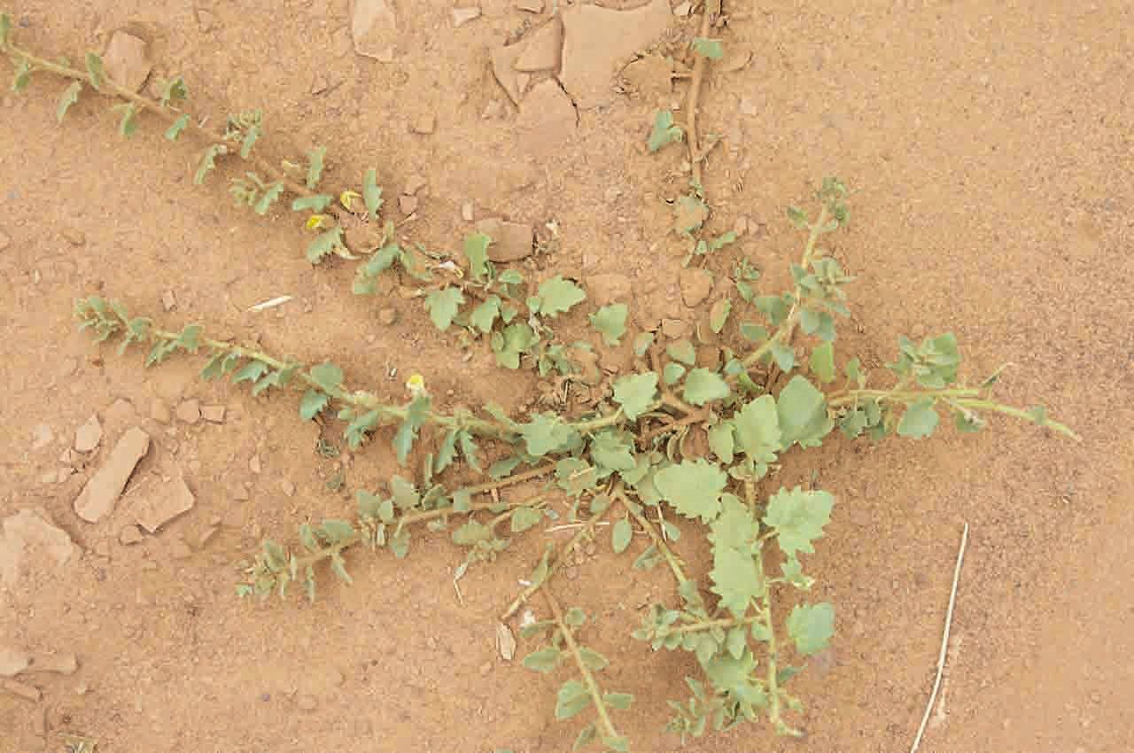 Kickxia aegyptiaca — related species from the same genus