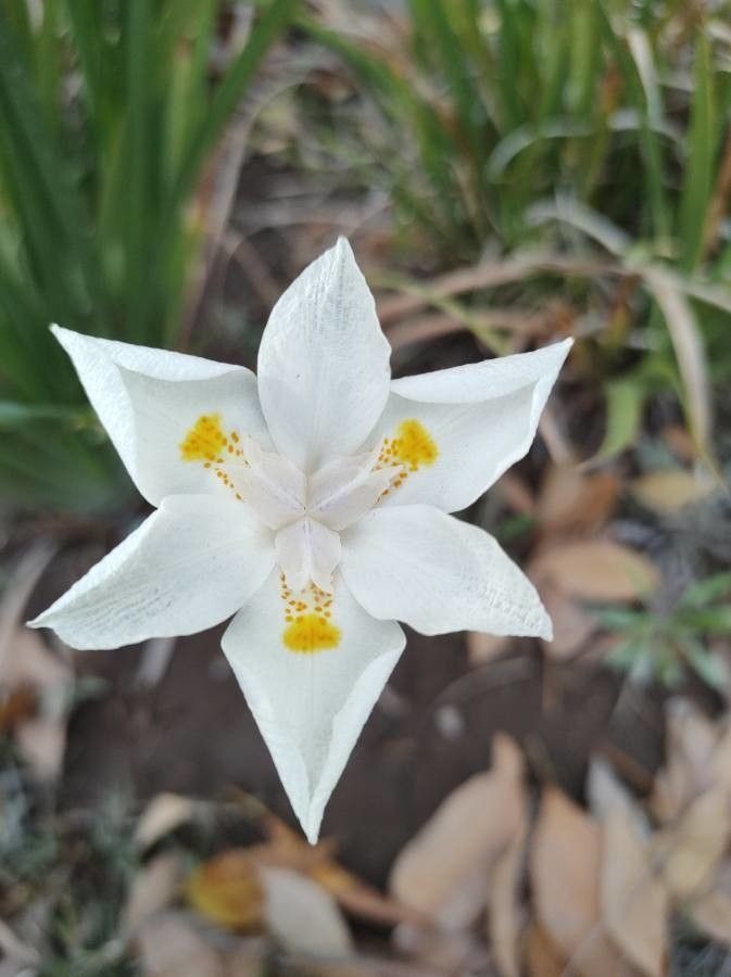 Dietes iridioides flower