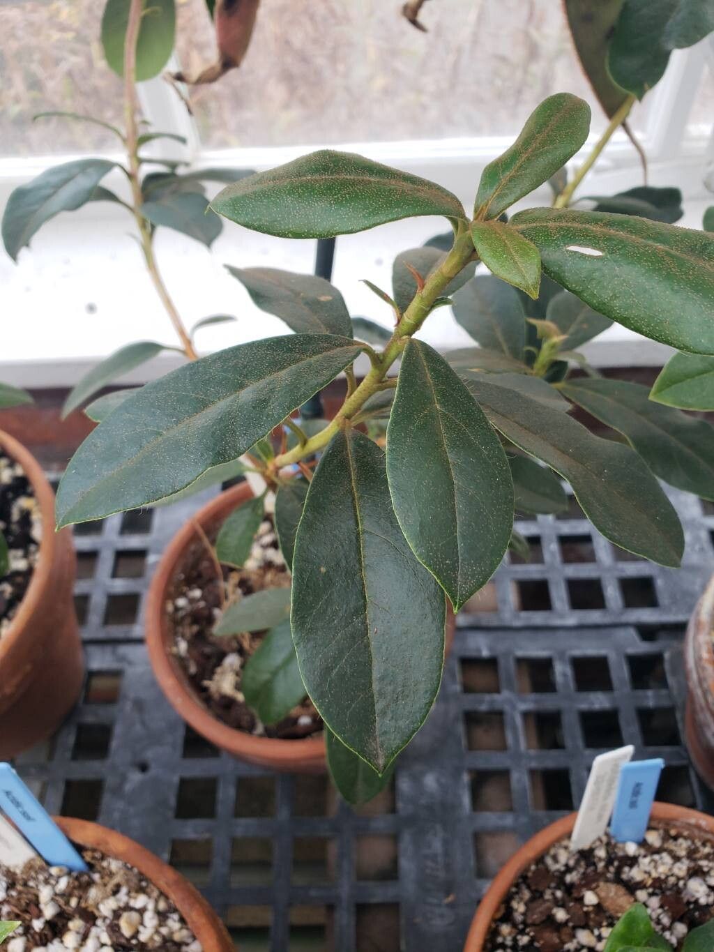 Rhododendron pachypodum — houseplant care guide