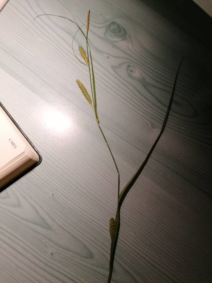 Carex laevigata flower