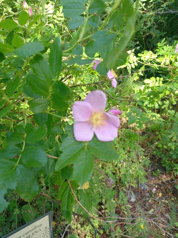Rosa carolina flower