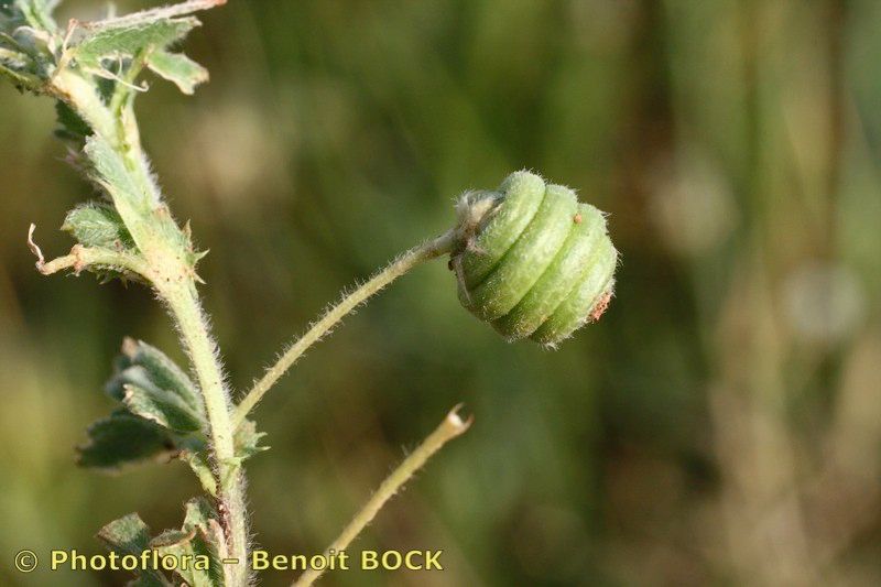 Medicago doliata fruit