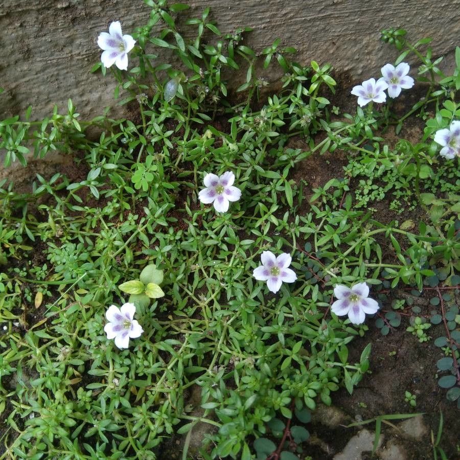 Dentella repens flower