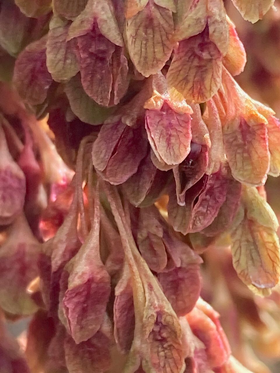 Rumex tolimensis fruit