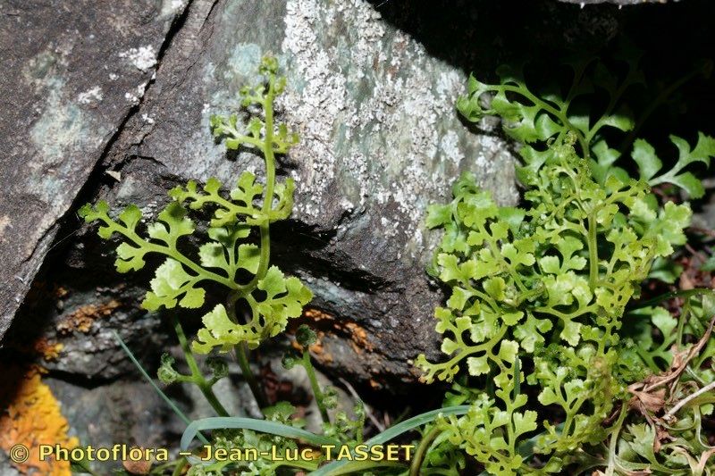 Asplenium × centovallense — houseplant care guide