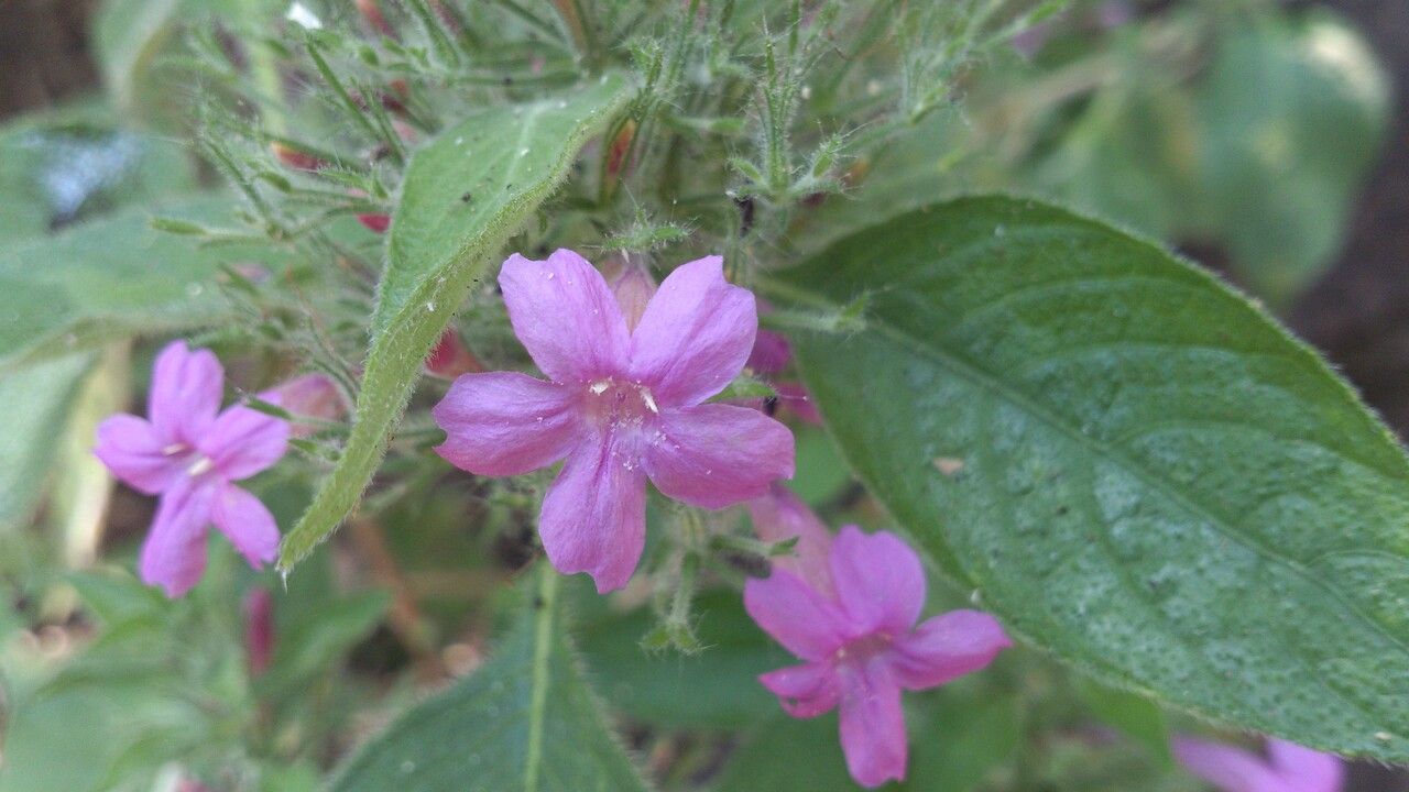 Ruellia inundata flower