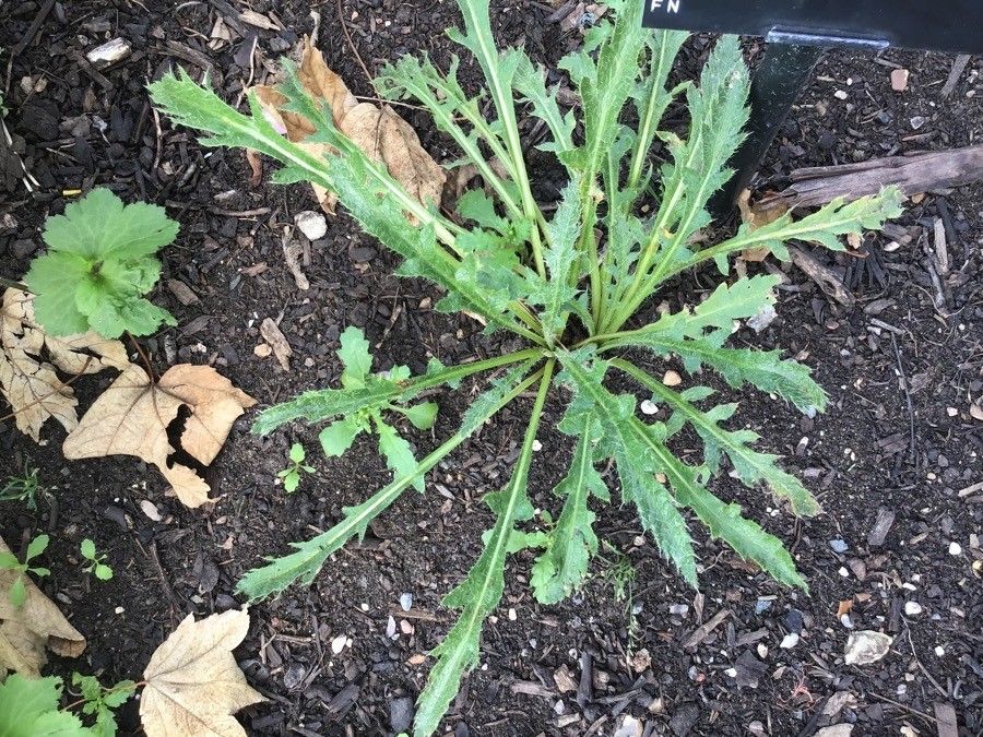 Papaver pseudo-orientale — search result for 'Papaver'