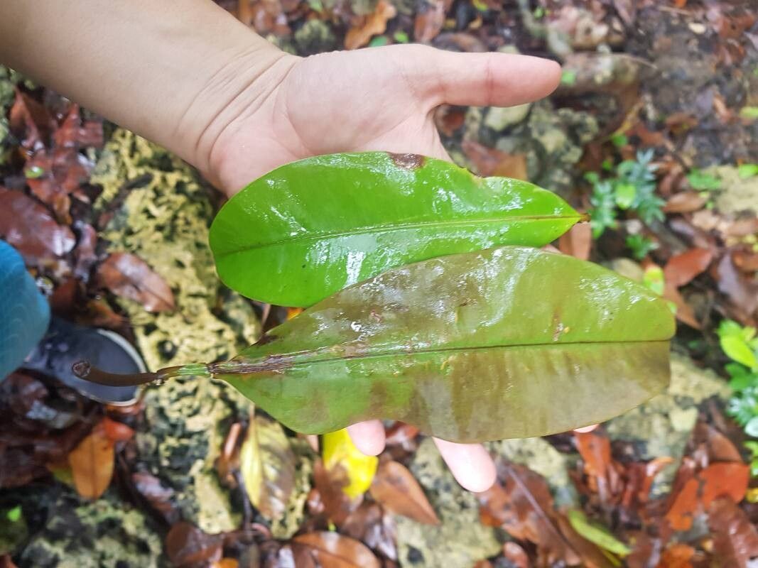 Manilkara spectabilis — houseplant care guide