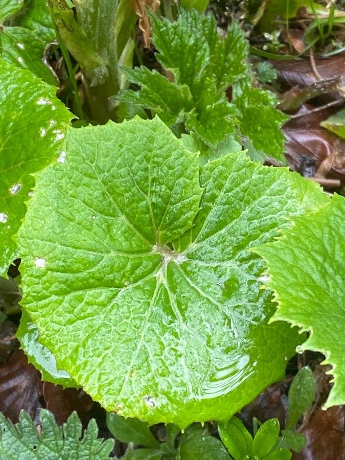 Petasites albus leaf