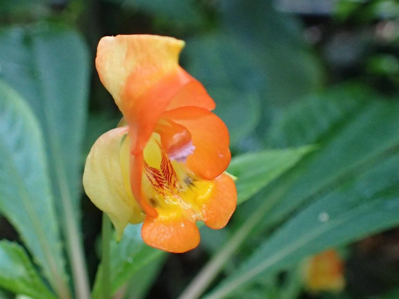 Impatiens auricoma flower