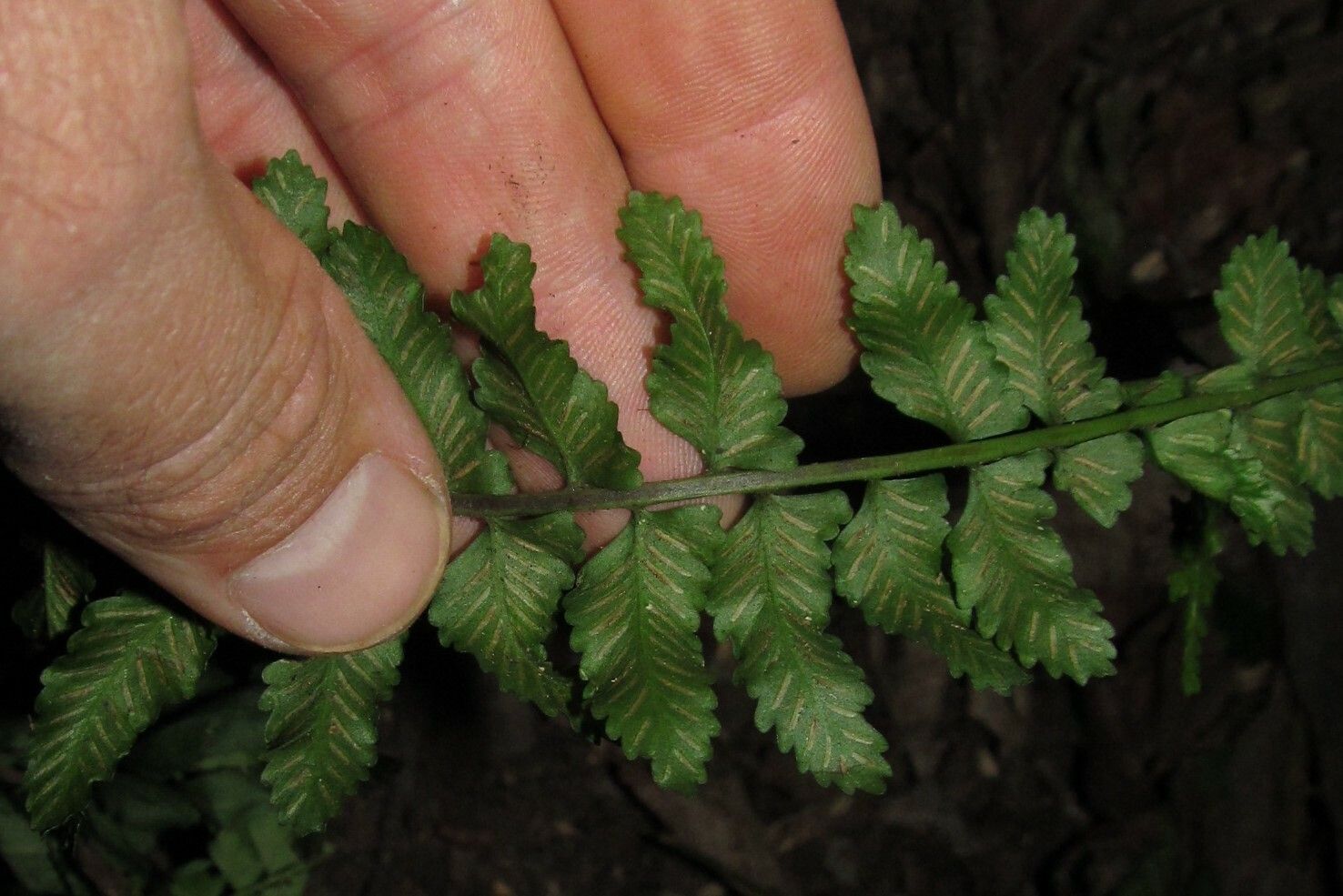 Asplenium macrophlebium leaf